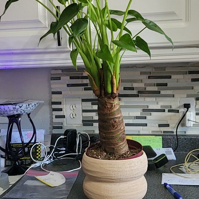 Photo of the plant species Buddha's Palm by @TidyWoodruff named Denali on Greg, the plant care app