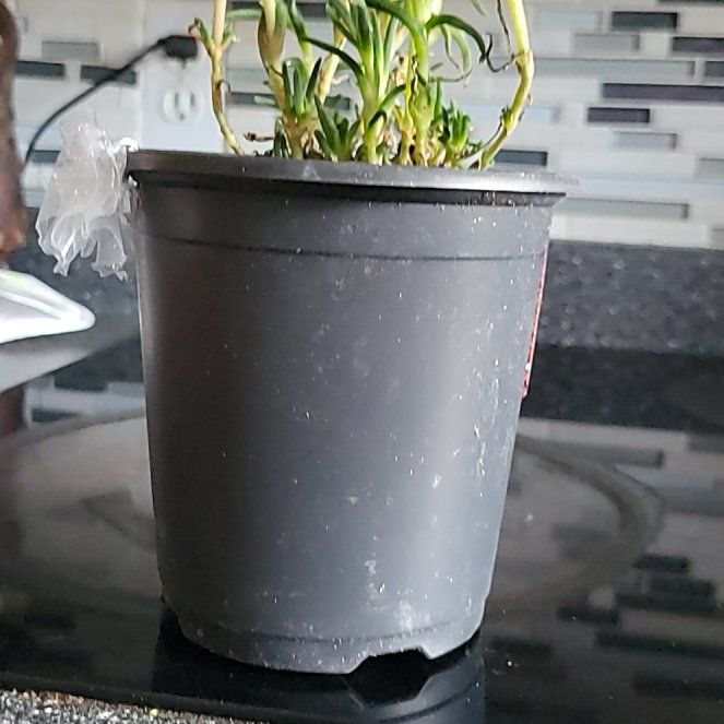Photo of the plant species Red Ice Plant by @TidyWoodruff named Marilyn on Greg, the plant care app