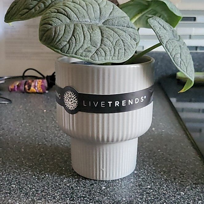 Photo of the plant species Alocasia Melo by @TidyWoodruff named Spike Leaves on Greg, the plant care app