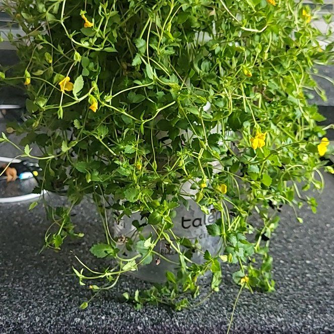 Photo of the plant species Golddust by @TidyWoodruff named Oscar on Greg, the plant care app