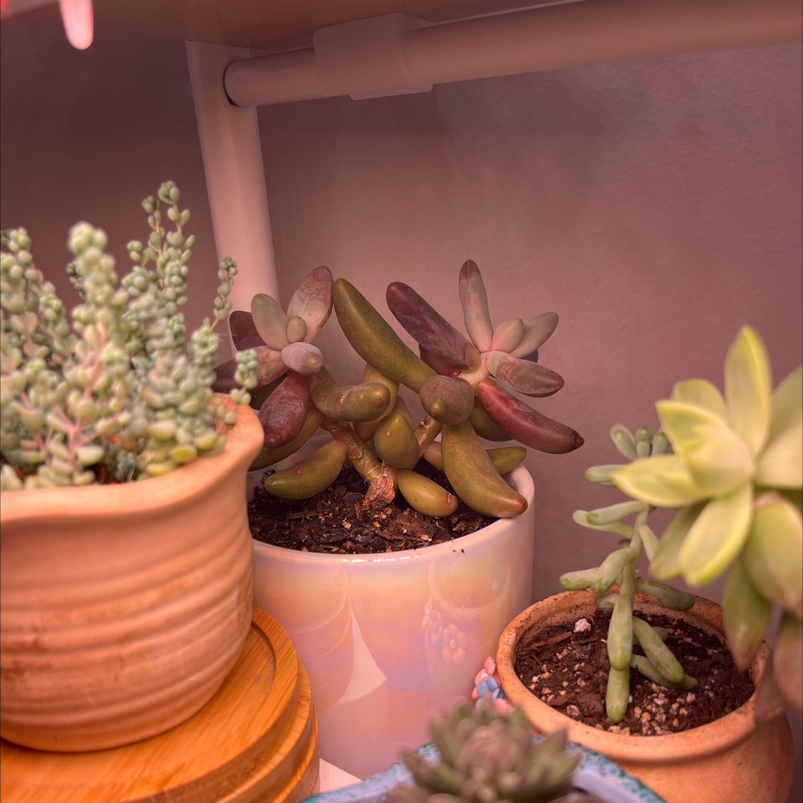 Multiple potted succulent plants, including Pachysedum 'Ganzhou', with visible soil.