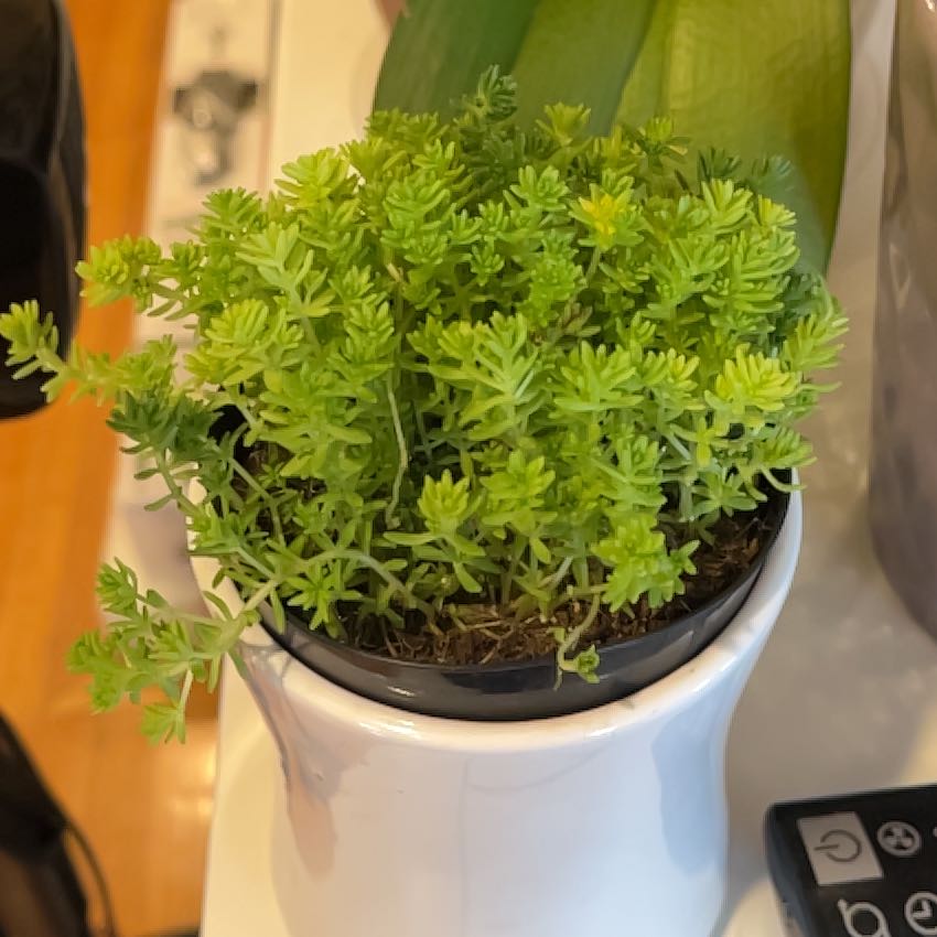 Healthy Tokyo Sun Stonecrop plant in a white pot with visible soil.