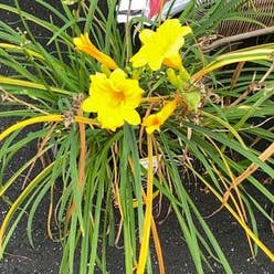 Yellow Daylily plant
