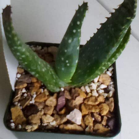 Photo of the plant species Cape Speckled Aloe by @FabDeodarcedar named Dax on Greg, the plant care app