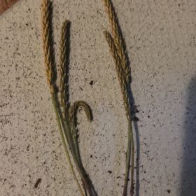 Photo of the plant species Spinulum annotinum by @ApprovingBeans named Messi on Greg, the plant care app