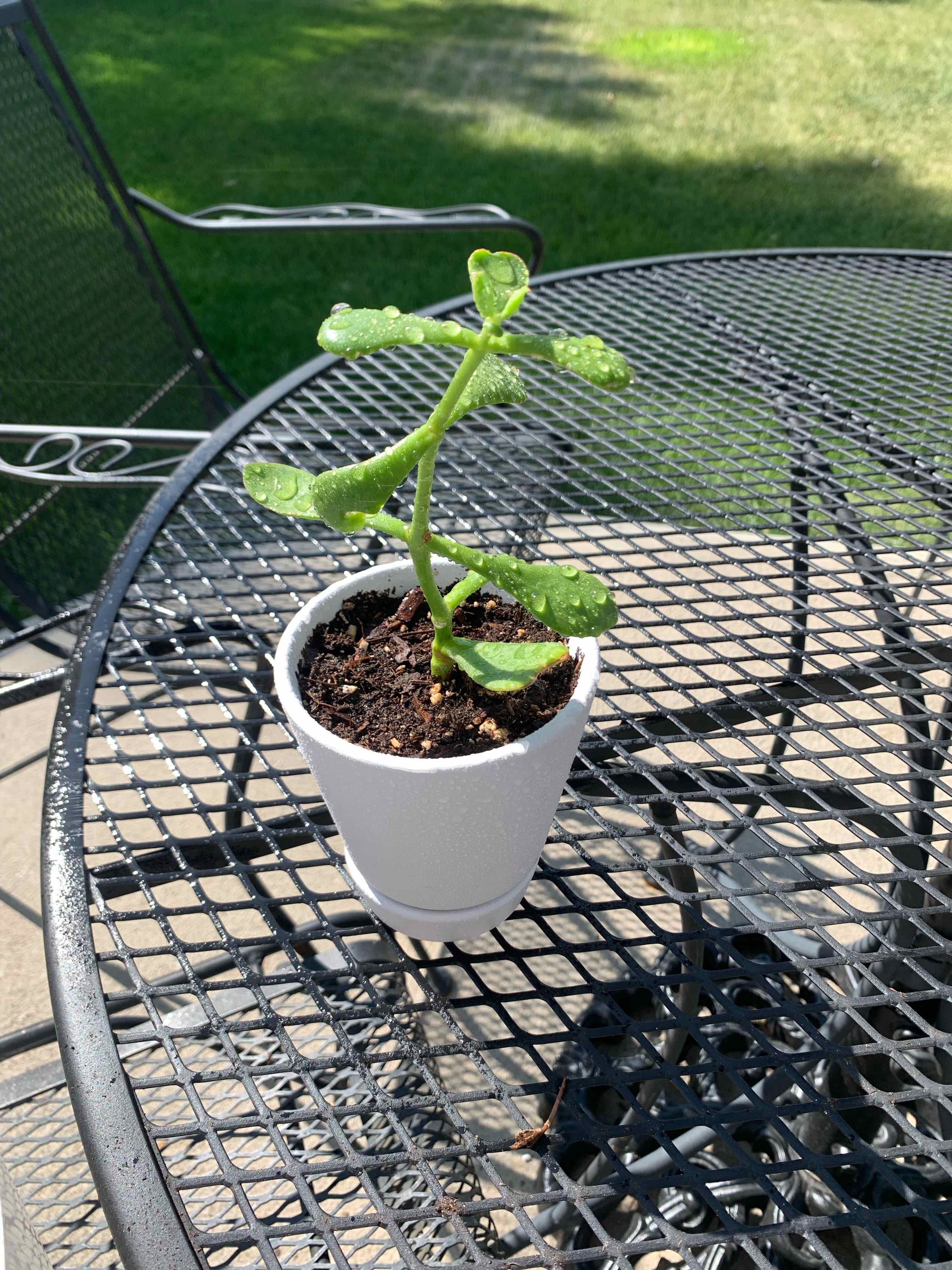 Young Cotyledon 'Mint Truffles' plant in a white pot on a metal table outdoors.