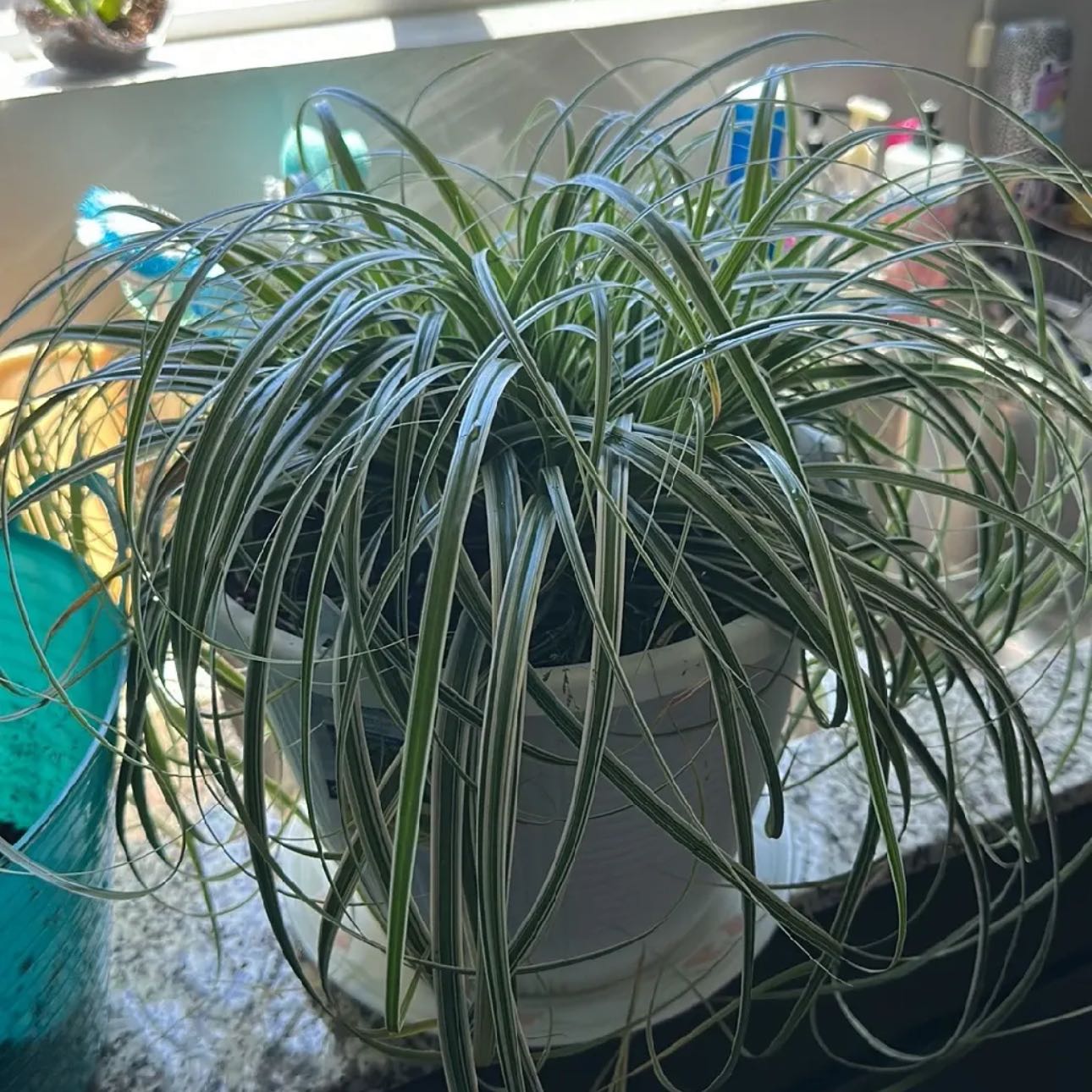 Photo of the plant species Japanese Sedge by @LostandHopeful named Marley on Greg, the plant care app