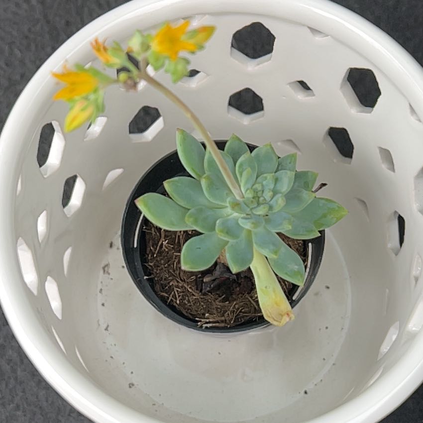 Sedeveria 'Blue Elf' succulent in a pot with yellow flowers and slight leaf yellowing.