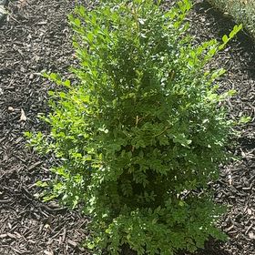 Photo of the plant species American Parsley Fern by @SoughtafterTaro named Baesil on Greg, the plant care app