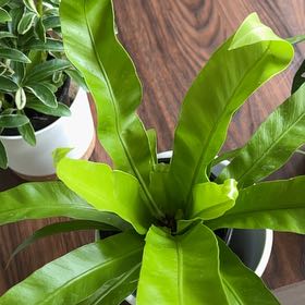 Photo of the plant species Japanese Bird's Nest Fern by @HappyRemuremu named Birdie on Greg, the plant care app