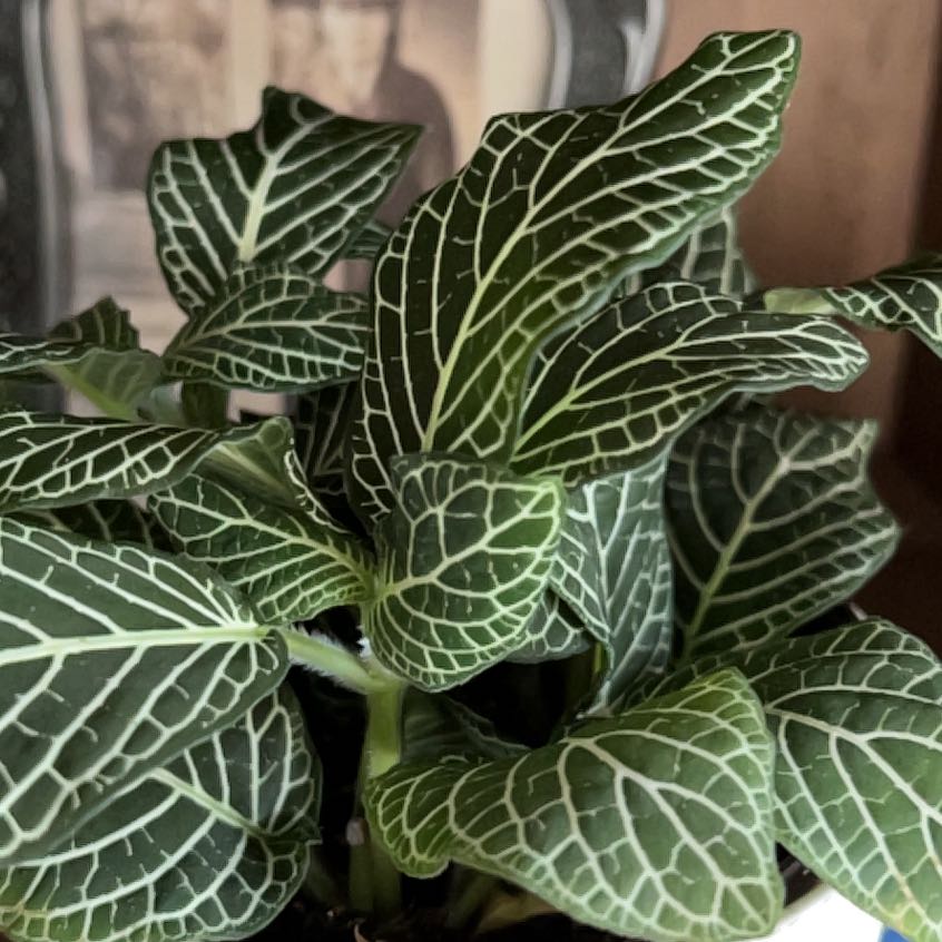 Photo of the plant species Superba Fittonia by @HappyRemuremu named Sebastian on Greg, the plant care app