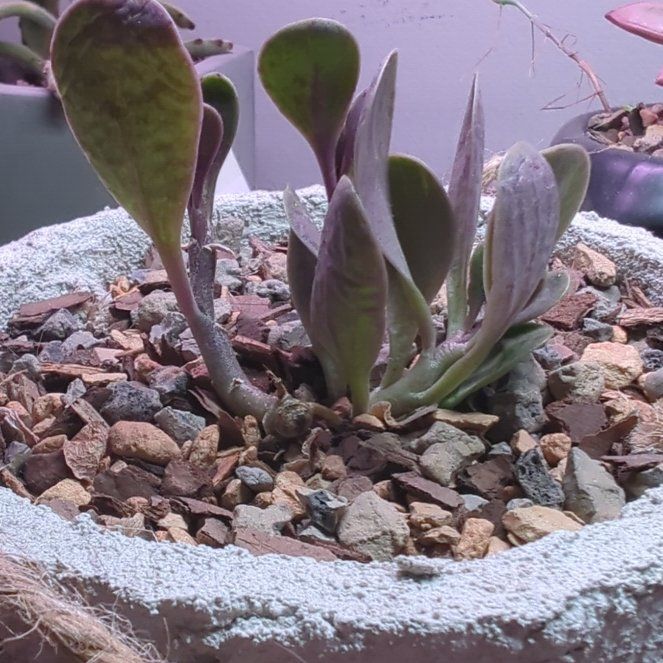 Photo of the plant species Senecio jacobsenii 'Variegata' by @SirCapsicum named Joker on Greg, the plant care app