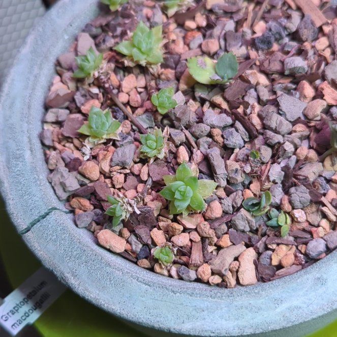 Photo of the plant species Graptopetalum macdougallii by @SirCapsicum named Fruity Pebbles on Greg, the plant care app