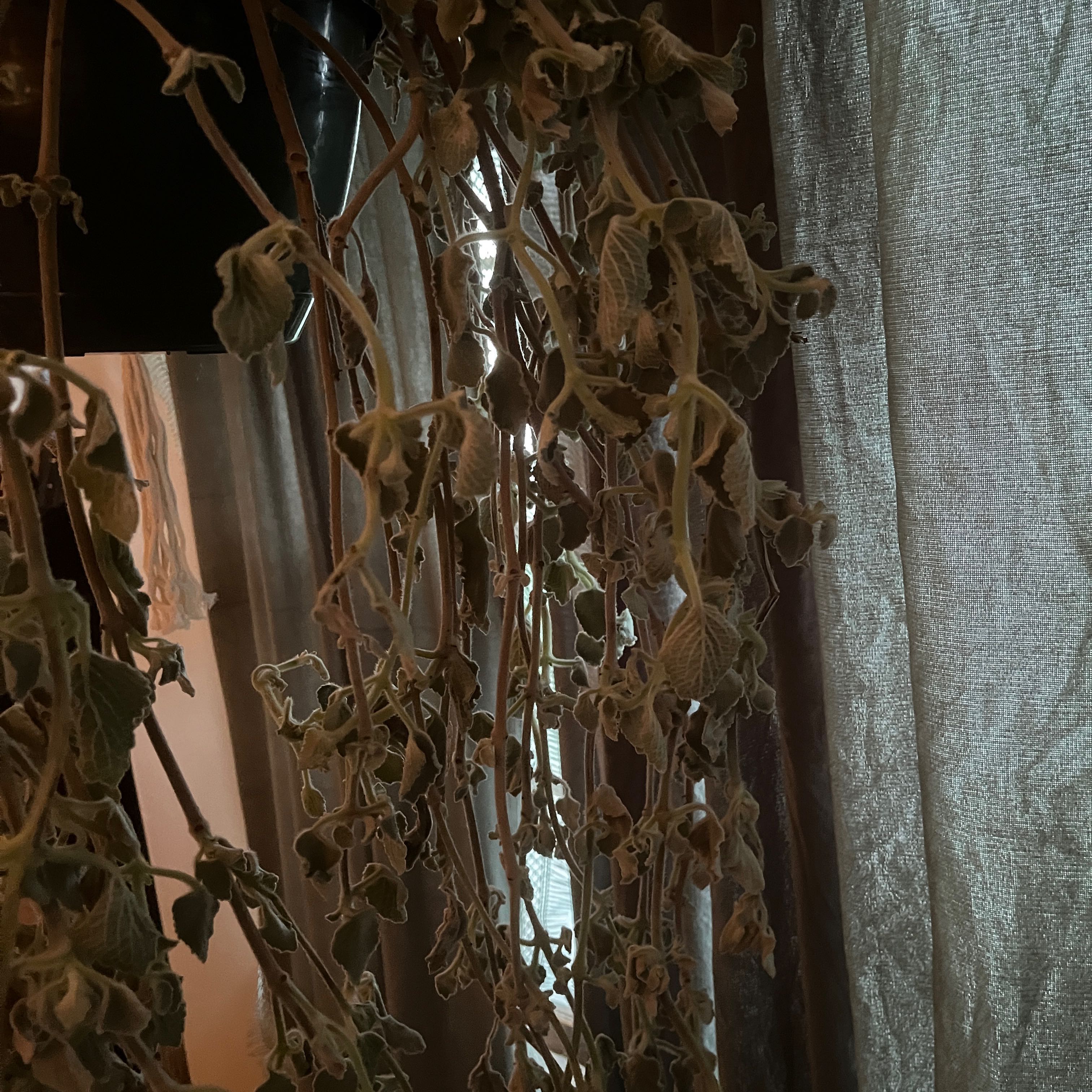 Photo of the plant species Swedish Ivy by @AbleJavafern named Sigmund on Greg, the plant care app