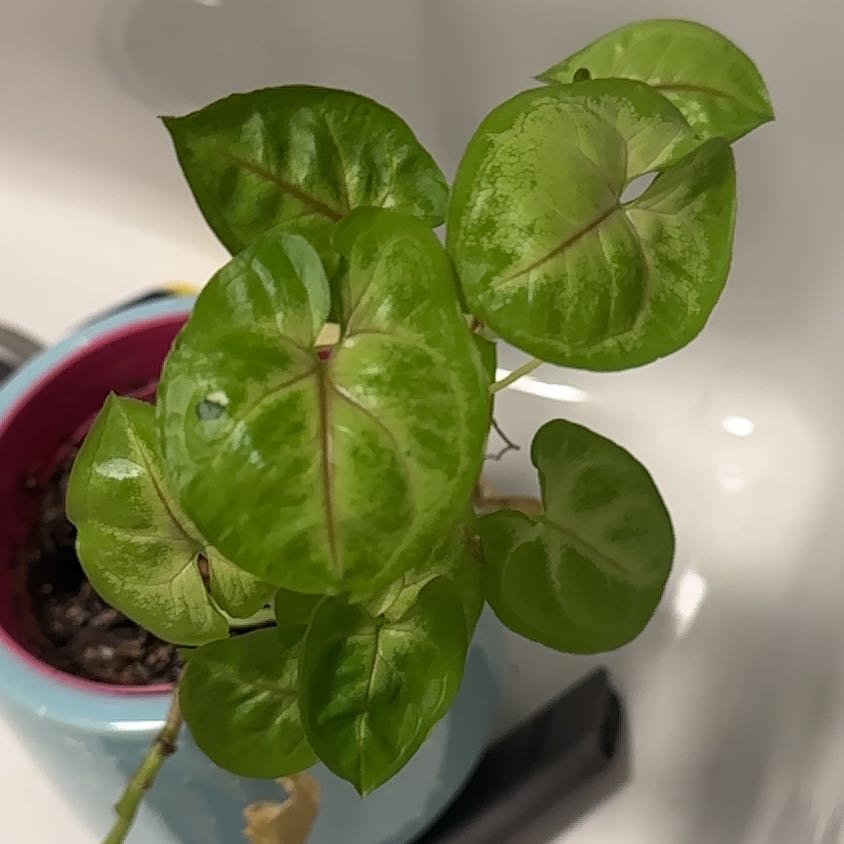 Syngonium 'Gold Allusion' plant with vibrant green leaves in a pot.