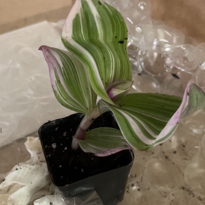 Wandering Dude 'Burgundy' plant with variegated leaves in a small black pot.