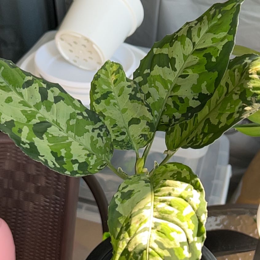 Aglaonema 'Tricolor' plant with variegated green leaves, well-framed and in focus.