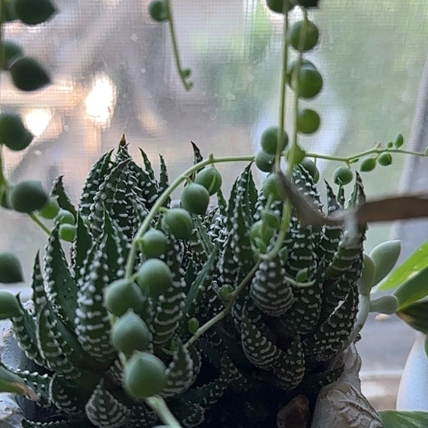 Photo of the plant species Haworthia 'Big Band' by @Art.Moss named Khaleesi on Greg, the plant care app