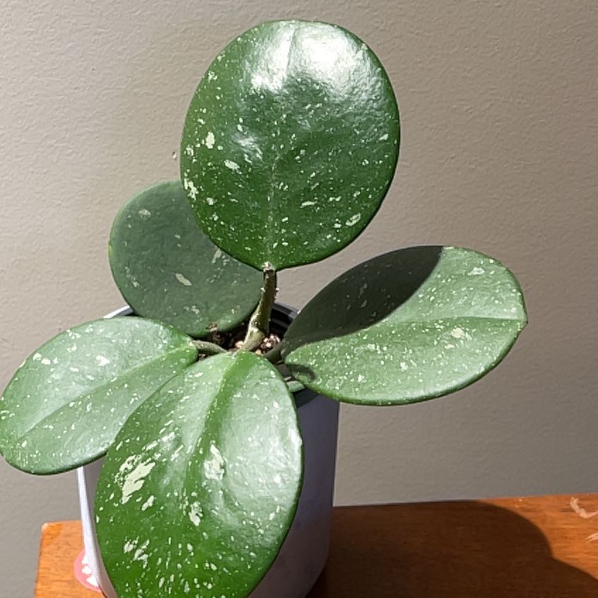 Hoya obovata plant with large, round, green leaves with white speckles in a pot.