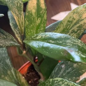 Photo of the plant species Hoya Sigillatis Borneo by @EventfulJicaro named Tree Diddy on Greg, the plant care app