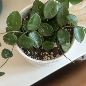 Photo of the plant species Hoya 'Mathilde Splash' by @AdeptRedcap named Huckleberry Fern on Greg, the plant care app