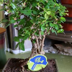 Fukien Tea Tree plant