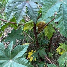Photo of the plant species Castor Bean by @PoetKoa named Clooney on Greg, the plant care app