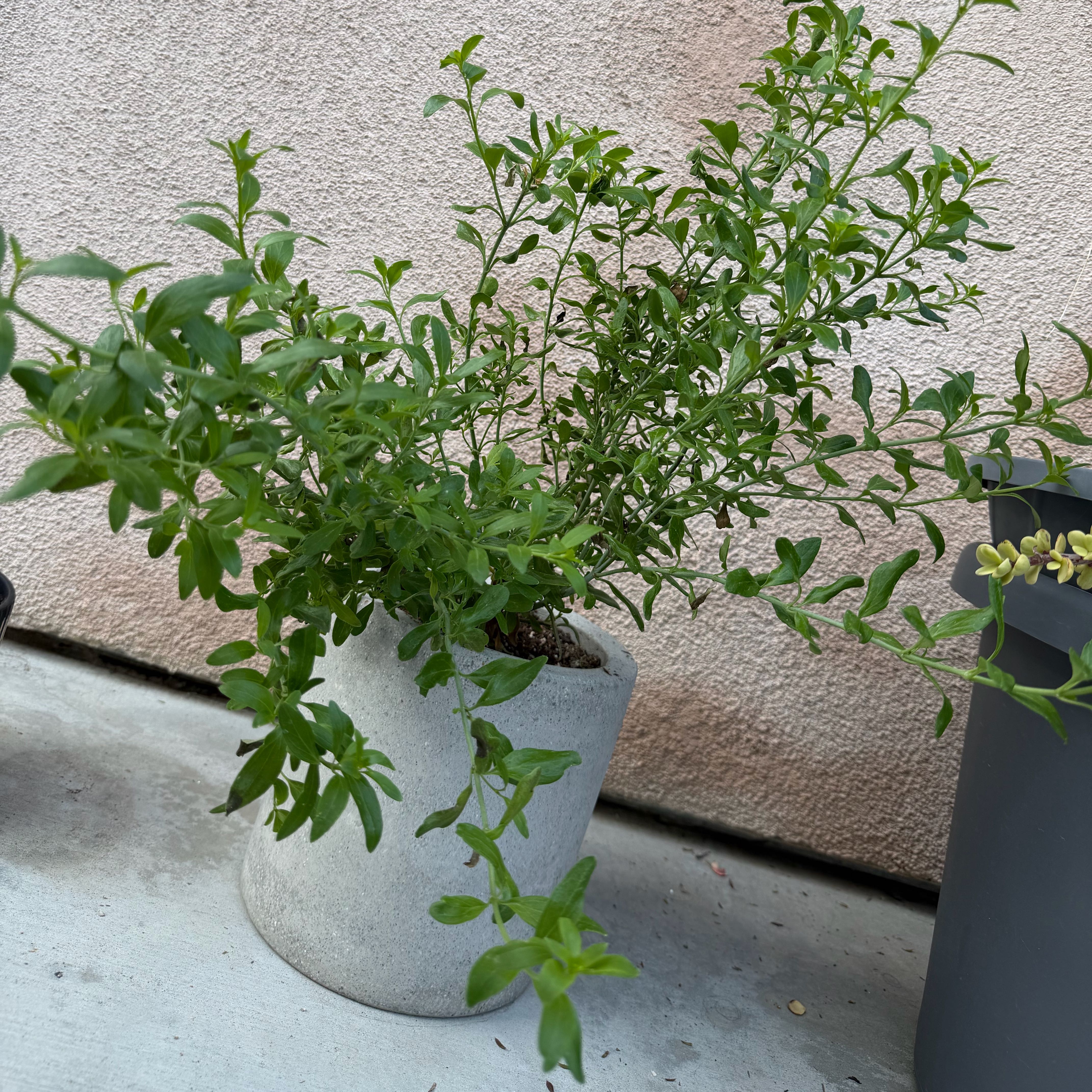 Photo of the plant species Boca rosa by @PoetKoa named Galvezia Speciosa Boca Rosa Gambelia on Greg, the plant care app