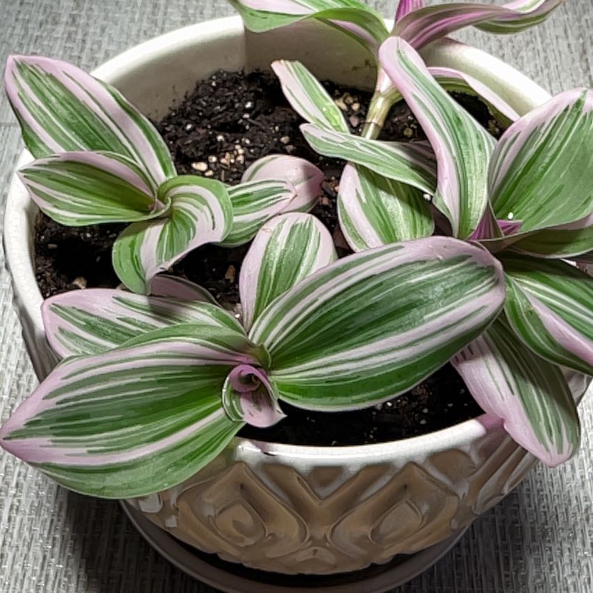 Tradescantia Bubblegum plant in a white pot with vibrant green and pink leaves.