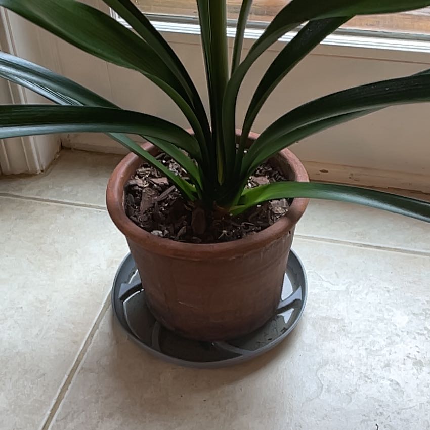 Photo of the plant species Major Garden's Clivia by @CompleteAlmond named Marley on Greg, the plant care app