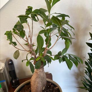 Ficus Ginseng plant in Tigard, Oregon