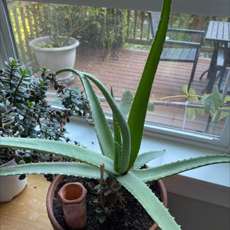 Aloe Vera plant in Tigard, Oregon