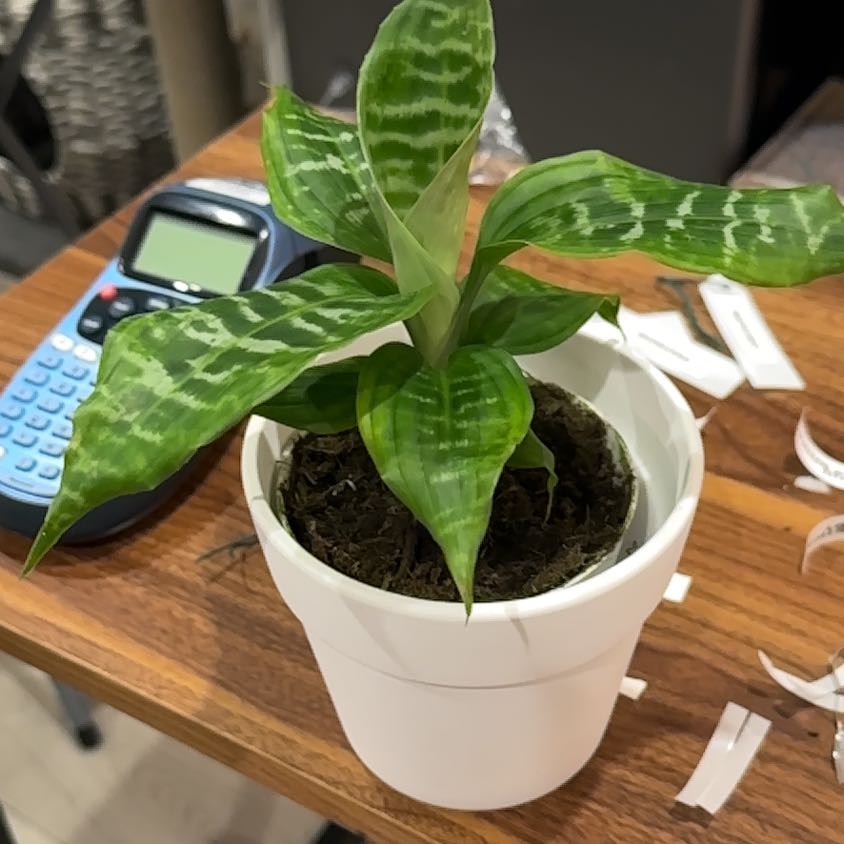 Photo of the plant species Zebra Striped Dragon Tree by @WorthyWoreya named ChloroPhil on Greg, the plant care app