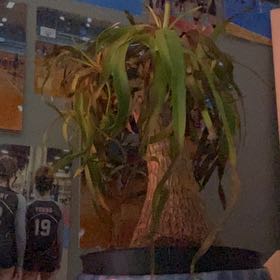 Photo of the plant species Red Ponytail Palm by @CasualRedlog named James Dean on Greg, the plant care app