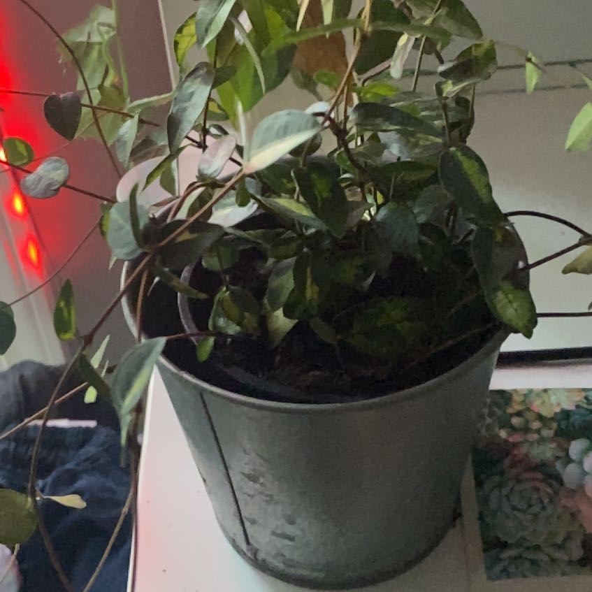 Photo of the plant species Variegated Confederate Jasmine Vine by @CasualRedlog named Michelle Branch on Greg, the plant care app