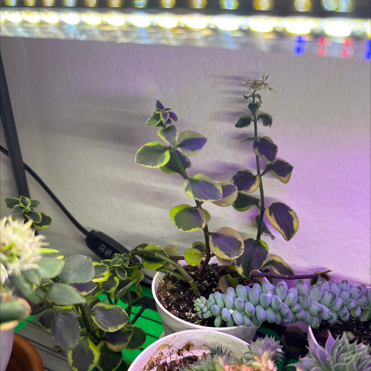 Photo of the plant species Crassula sarmentosa Harv. by @TidyTaciveria named Aria on Greg, the plant care app