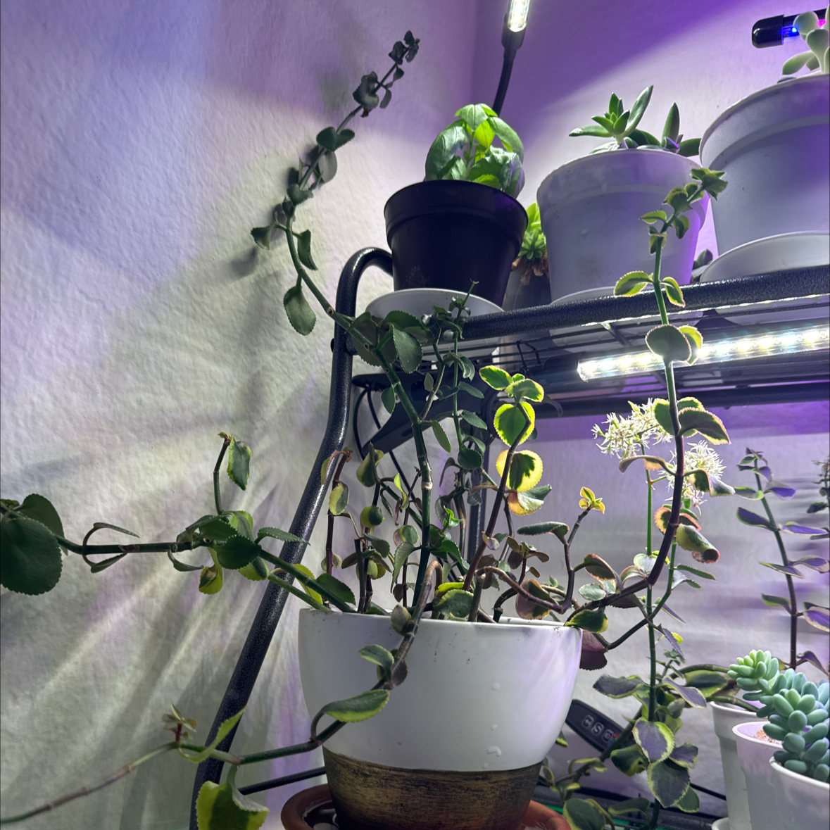 Photo of the plant species Crassula sarmentosa Harv. by @TidyTaciveria named McKinley on Greg, the plant care app