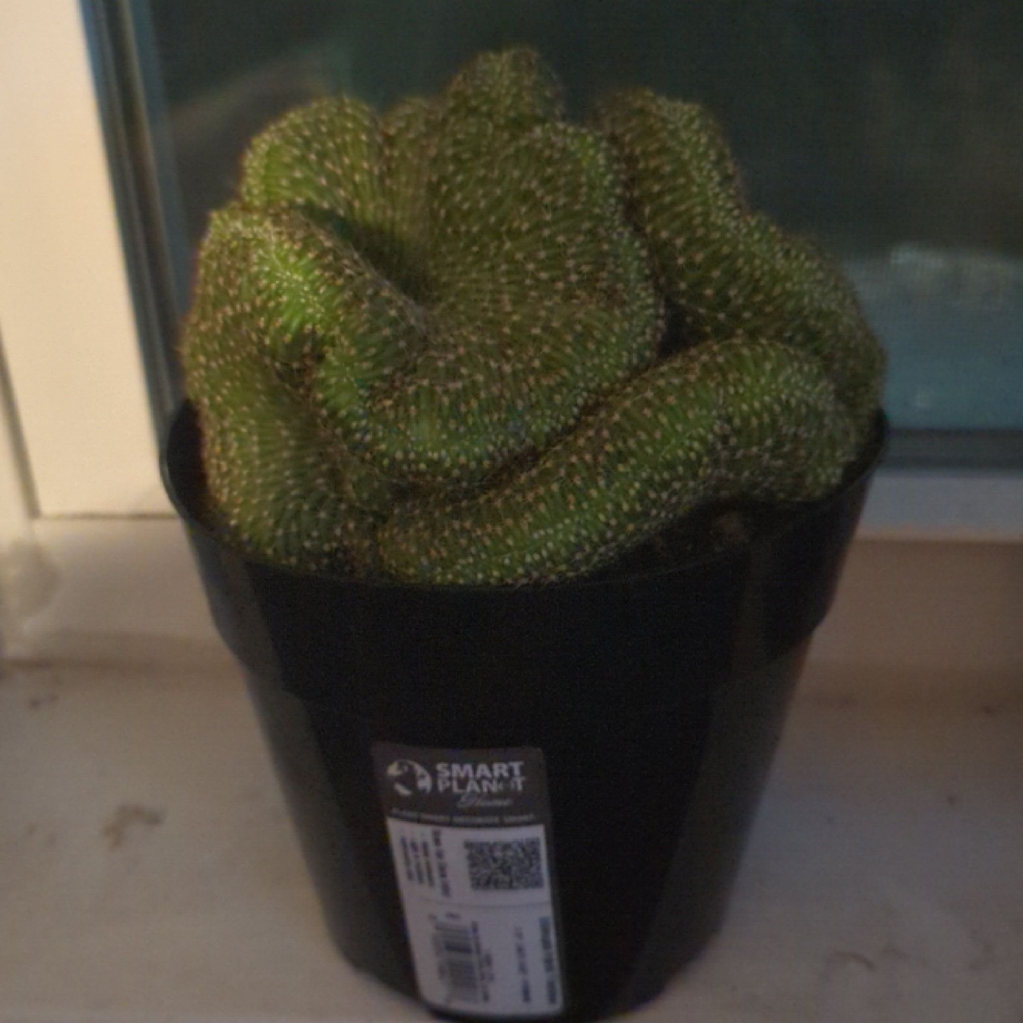 Photo of the plant species Crested Flambeau Cactus by @SkilledChards named Satva on Greg, the plant care app