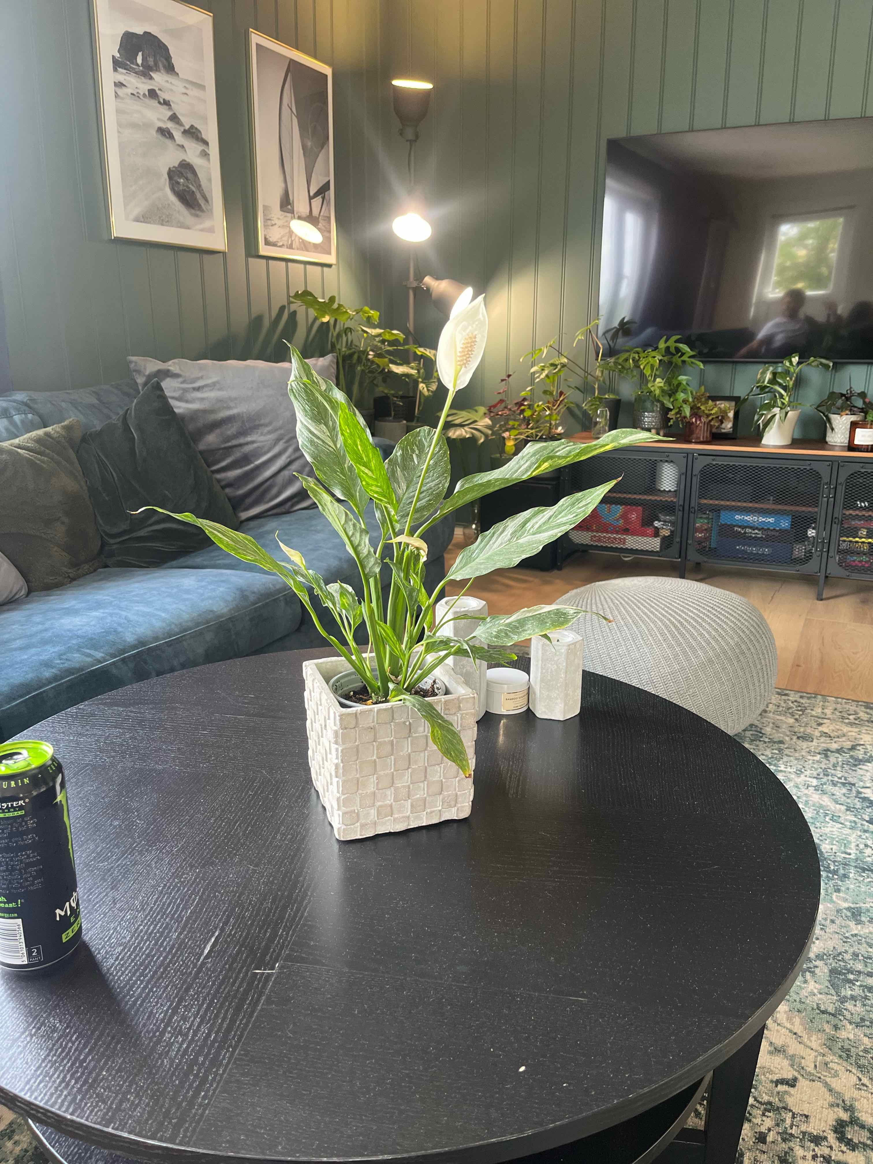 Variegated Peace Lily on a black table in a living room with a single white flower.