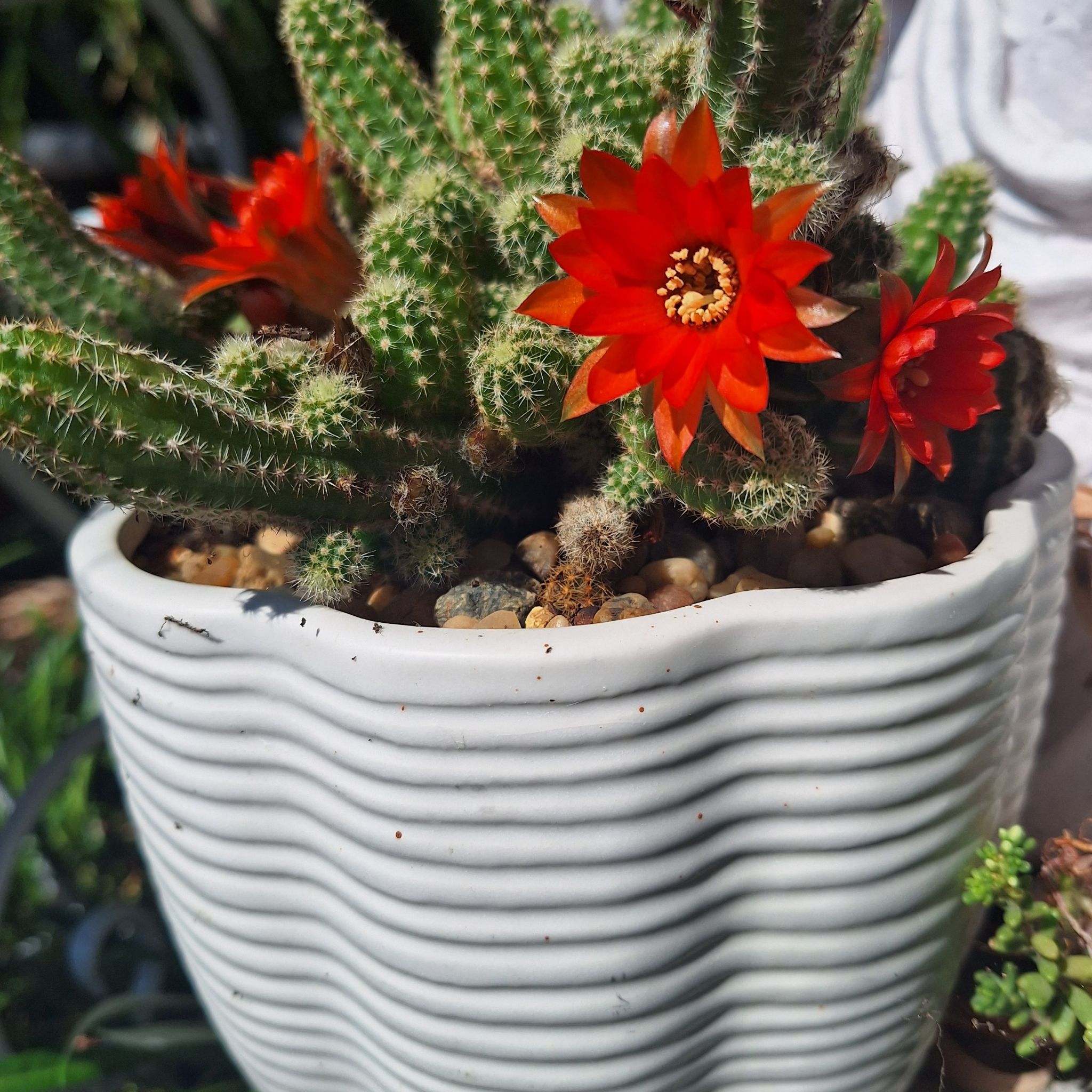 Kingcup Cactus in a white pot with vibrant red flowers, appearing healthy.
