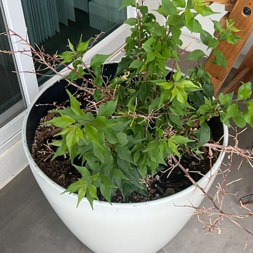 Photo of the plant species Bougainvillea miski by @CaptainFord named Girlfrond on Greg, the plant care app