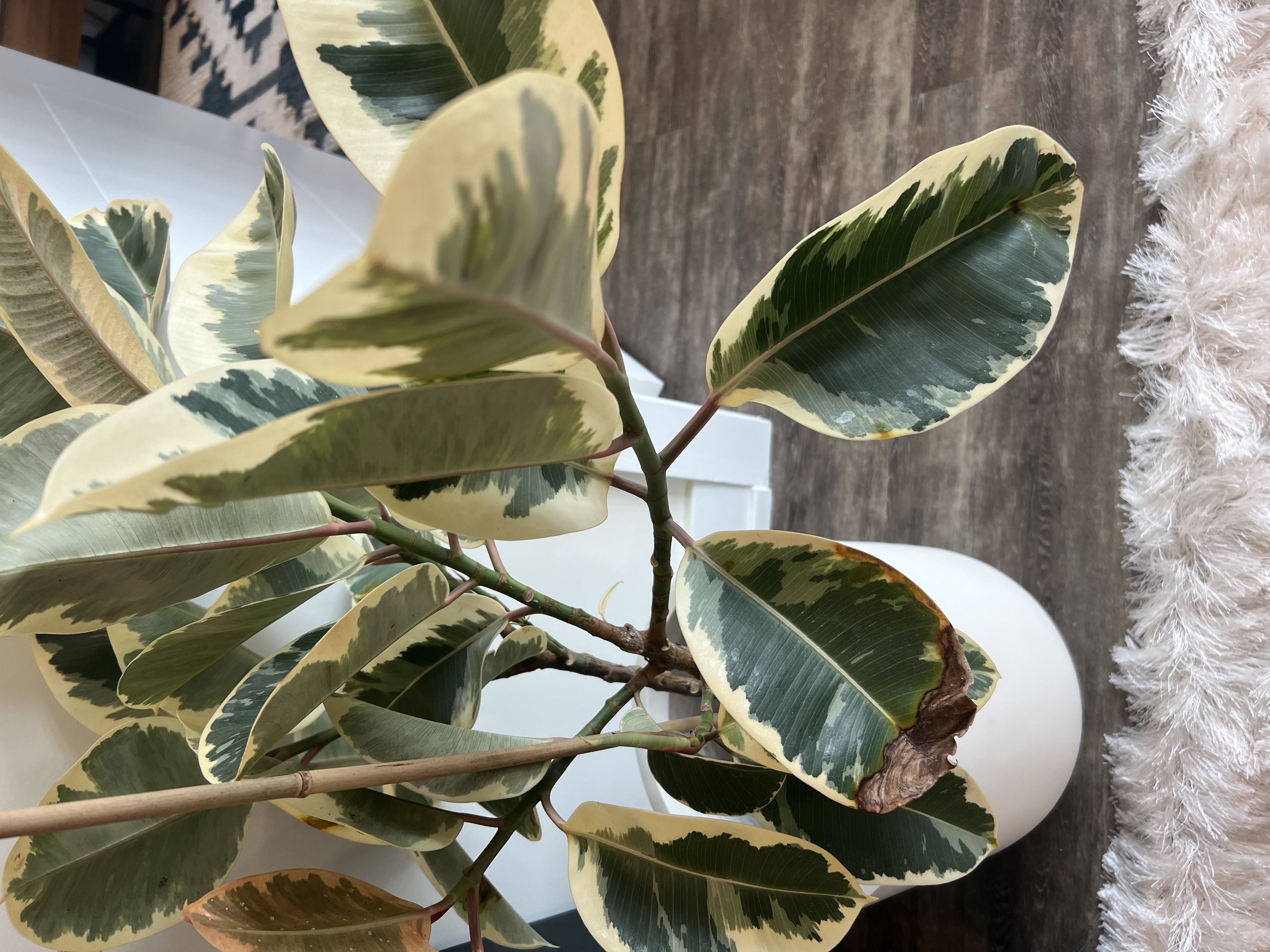Variegated Rubber Tree Plant Care: Water, Light, Nutrients | Greg App 🌱