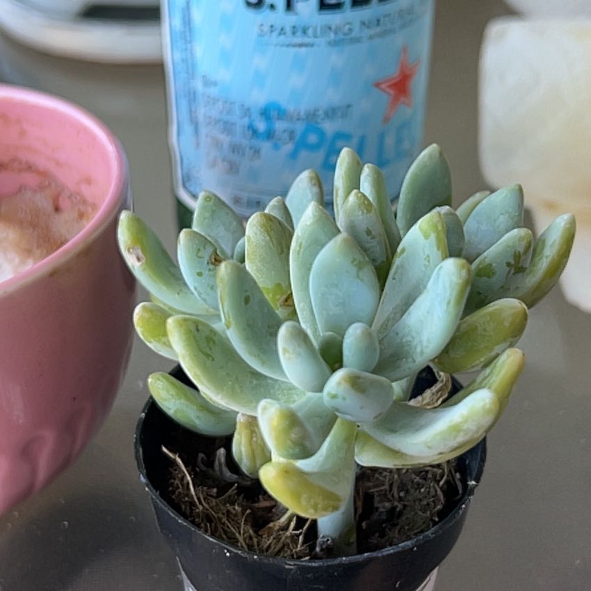 Graptosedum 'Blue Giant' succulent with some yellow and brown spots on leaves in a small pot.
