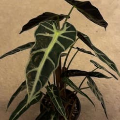 Alocasia 'Bambino' plant