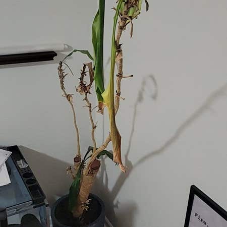 Photo of the plant species Corn Plant by @PerkyCallalily named Sigmund on Greg, the plant care app