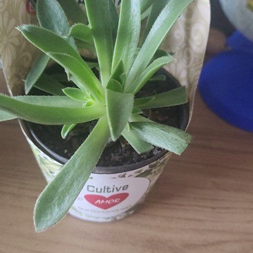 Photo of the plant species Assorted Aeonium by @isissh named Apollo on Greg, the plant care app