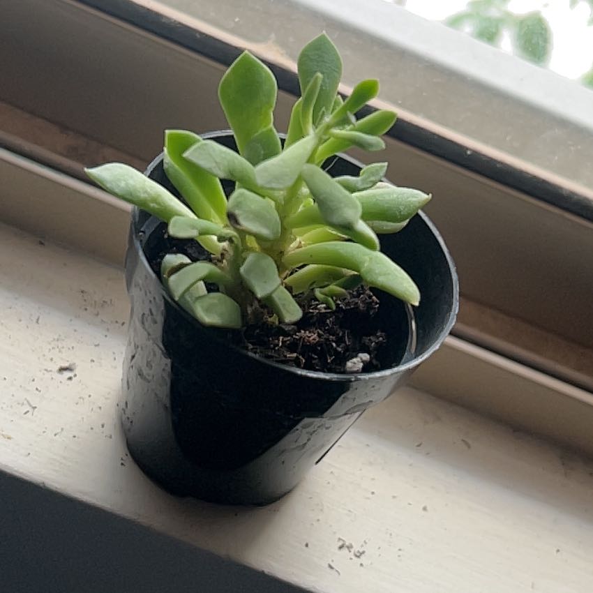 Photo of the plant species Anacampseros arachnoides by @BoldSkyplant named Sol on Greg, the plant care app