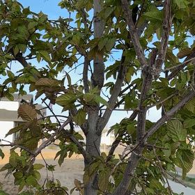 Photo of the plant species Black Mulberry by @ComicalLipandra named Drake on Greg, the plant care app