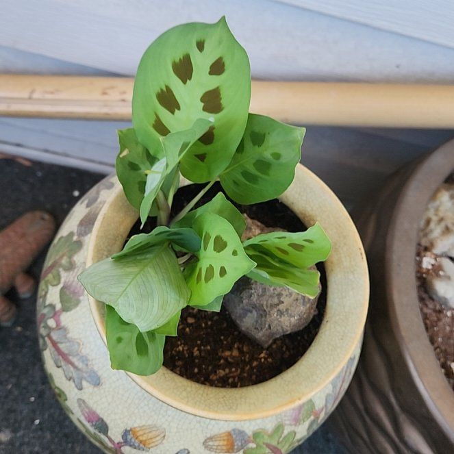Photo of the plant species Rabbit Tracks by @FoxyTomato named Scarlett on Greg, the plant care app
