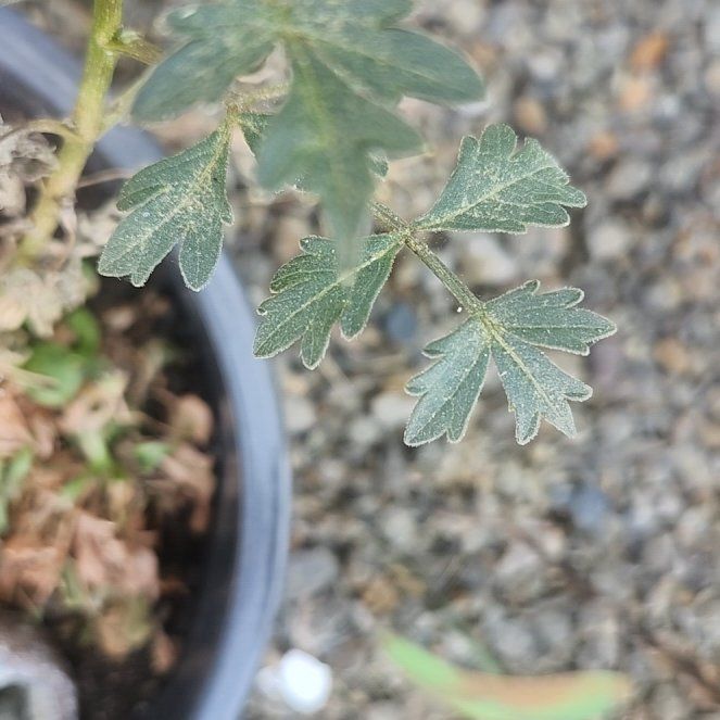 Photo of the plant species Hybrid Dahlia by @AllegiantCentro named Luna on Greg, the plant care app